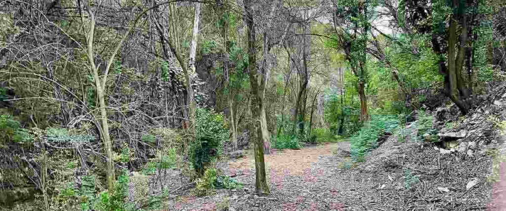 A wooded running path. 