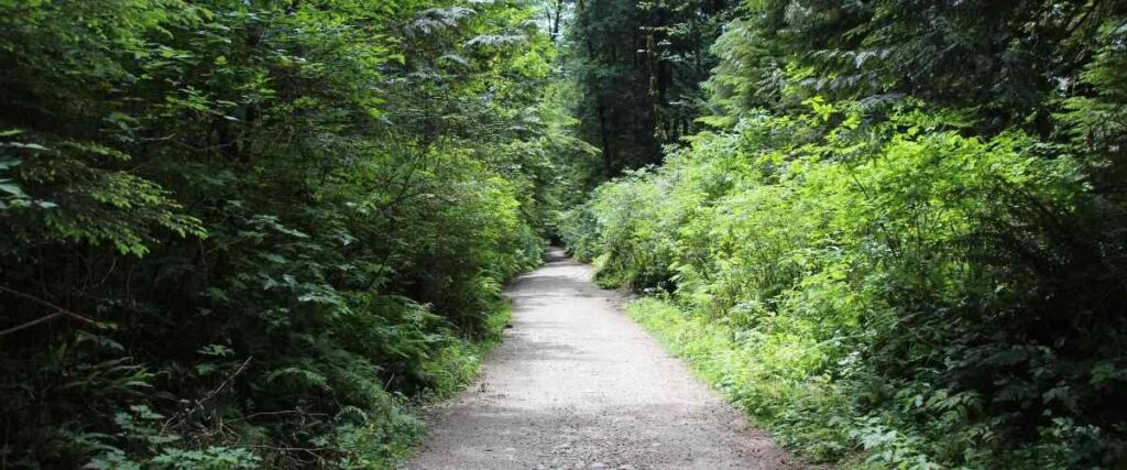Paved trail in woods. 